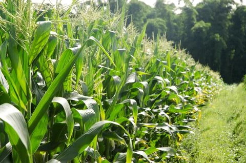 Agriculture corn Stock Photos