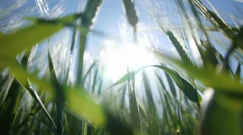Agriculture corn wheat oat cereal Stock Footage 24999735