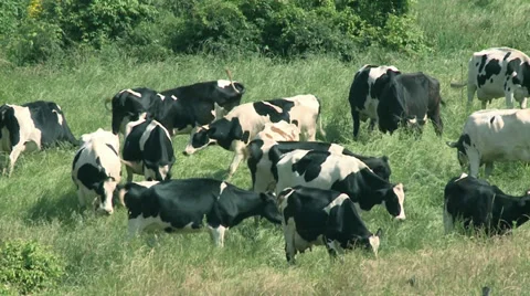 Agriculture cows-01 Video stock 32677909