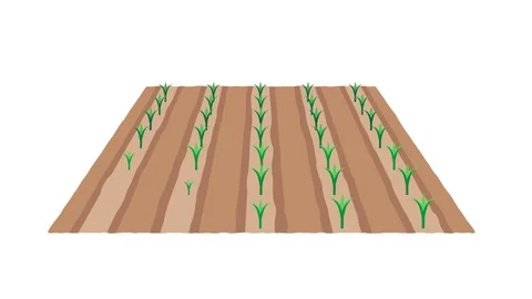 Agriculture - crops 库存影片 113178714