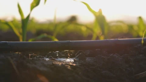 Agriculture drip irrigation system in corn sapling plantation Stock Footage 166371074