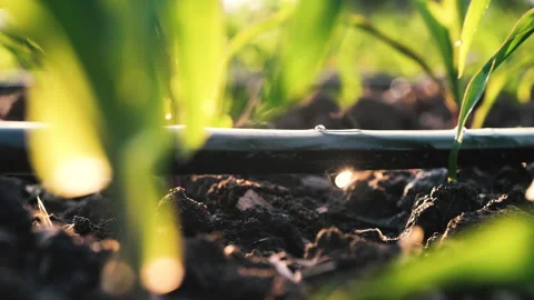 Agriculture drip irrigation system in corn plantation Stock Footage 260479704