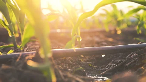 Agriculture drip irrigation system in corn plantation Stock Footage 260784827