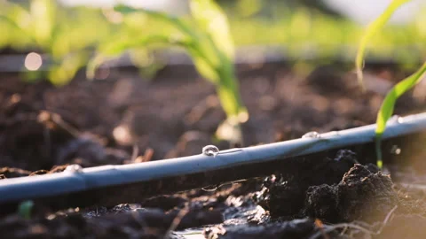 Agriculture drip irrigation system in corn plantation Stock Footage 261049712