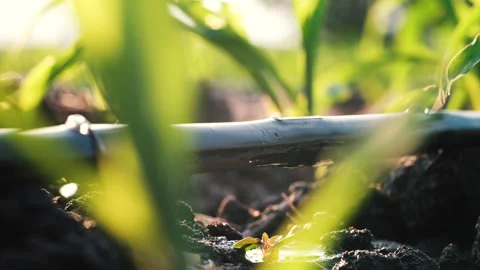 Agriculture drip irrigation system in corn plantation Stock Footage 261354007