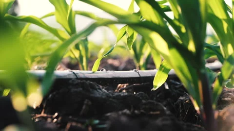 Agriculture drip irrigation system in corn plantation Stock Footage 263009057