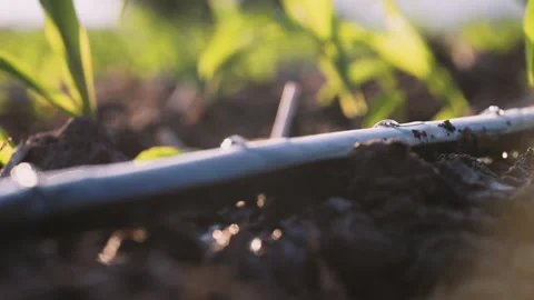 Agriculture drip irrigation system in corn plantation Stock Footage 265883669