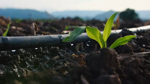 Agriculture drip irrigation system in corn plantation Stock Footage 277903675