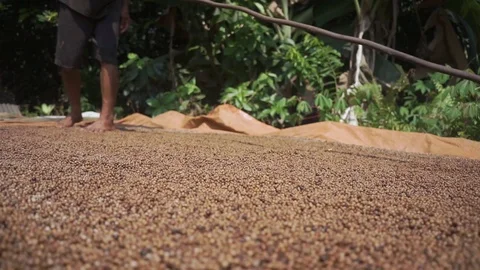 Agriculture - Drying and Processing Raw Pepper Vídeos de archivo 119994844