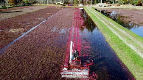 Agriculture Dynamic Close-up Two Cranberry Farmer Operating Equipment Stock Footage 146611653