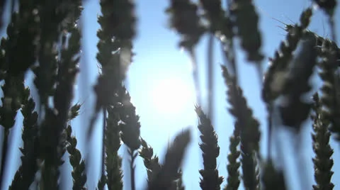 Agriculture ecology background Video stock 25603963