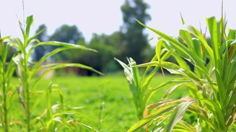 Agriculture in Egypt Stock Footage 249284881