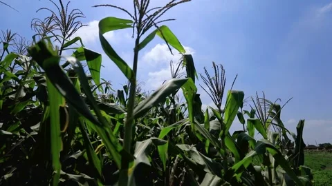 Agriculture in Egypt Stock Footage 249284906