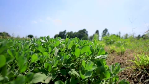Agriculture in Egypt Stock Footage 249284907