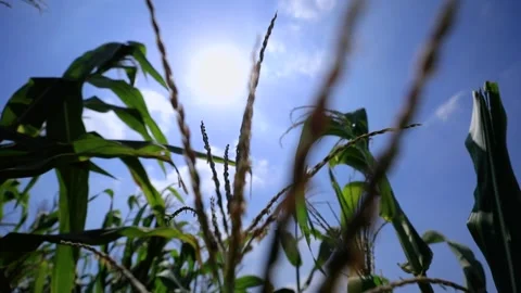 Agriculture in Egypt Stock Footage 249284936