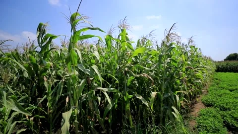 Agriculture in Egypt Stock Footage 249284942