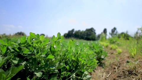 Agriculture in Egypt Stock Footage 249284943