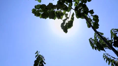 Agriculture in Egypt Stock Footage 249284947
