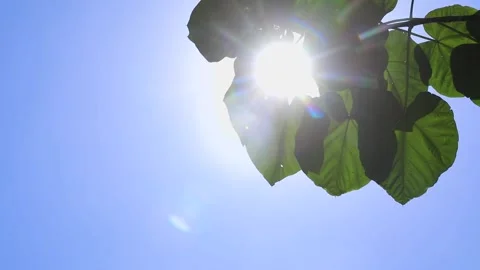 Agriculture in Egypt Stock Footage 249284972