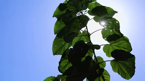 Agriculture in Egypt Stock Footage 249284976