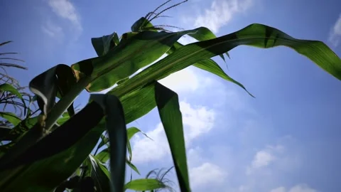 Agriculture in Egypt Stock Footage 249284977