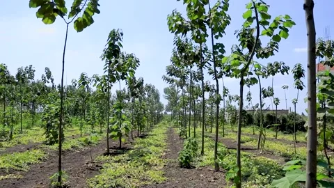 Agriculture in Egypt Stock Footage 249284994