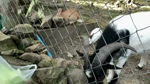 Agriculture, farm, forest nature concept. Happy family travels to visit feeding Stock Footage 159371253