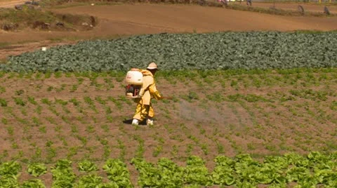 Agriculture, farm worker hand spraying early crops with pesticide Stock Footage