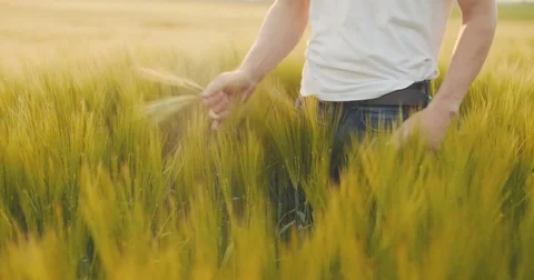 Agriculture. Farmer checking wheat quality before harvesting. Stock Footage 76450028