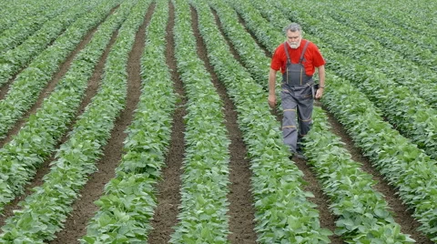 Agriculture farmer in soy bean field Stock Footage