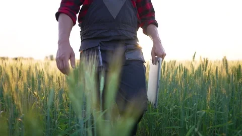 Agriculture. farmer with tablet walks through green field of wheat at sunset Video stock 252109158