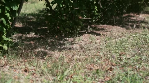 Agriculture farmer using a blower tool machine collecting the fallen hazelnut Stock Footage 240185690