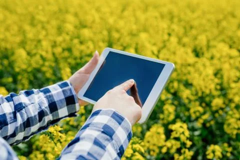 Agriculture Farmer Using Digital Tablet Examining Crops Stock Photos