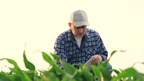 Agriculture. Farmer worker in corn field. Modern digital technologies Stock Footage 244109949
