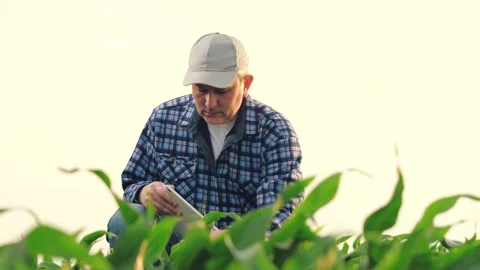 Agriculture. Farmer worker in corn field. Modern digital technologies Stock Footage 244423273