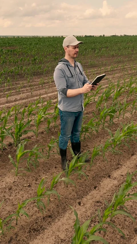 Agriculture, farmer working corn field digital tablet, Field inspection using Stock Footage 313625442