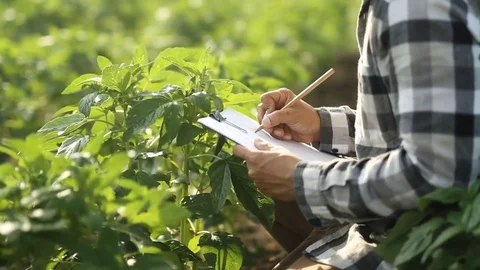 Agriculture farmer working Video stock 79668995