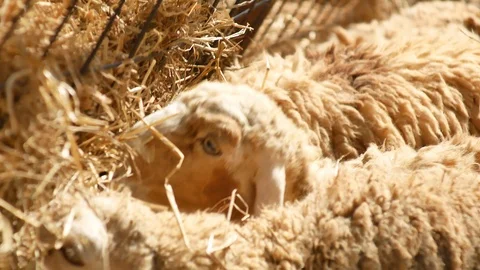 Agriculture feed the sheep and lambs on a rural farm on a bright and fresh day.  Stock Footage