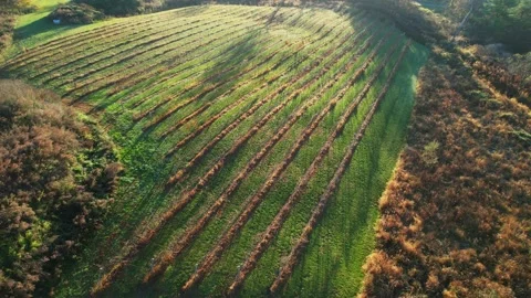 Agriculture Field in 4K Stock Footage 221271014