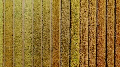 Agriculture. Fields with different varieties of wheat. View from above Stock Footage 202642372