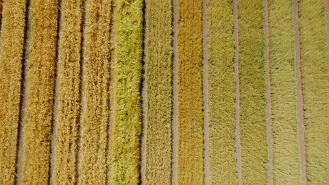 Agriculture. Fields with different varieties of wheat. View from above. Planting Stock Footage 203779058