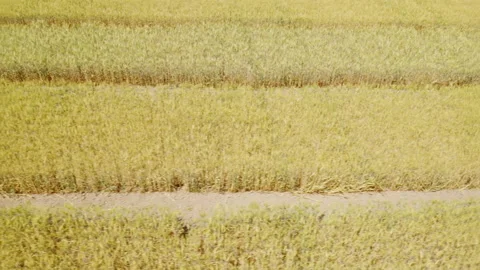 Agriculture. Fields with different varieties of wheat. View from above. Planting Video stock 204917622