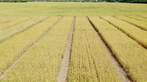 Agriculture. Fields with different varieties of wheat. View from above. Planting Stock Footage 205721436