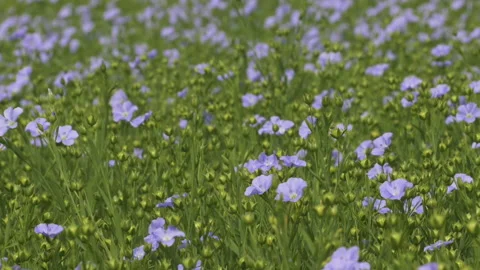 Agriculture - flax Stock-Footage 236306798