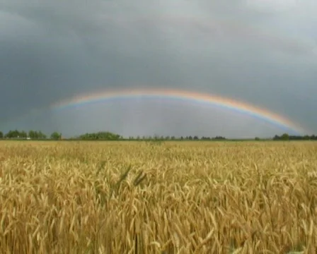 Agriculture Stock Footage 88652