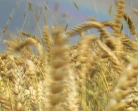 Agriculture Stock-Footage 88654