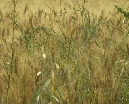 Agriculture 스톡 동영상 371541