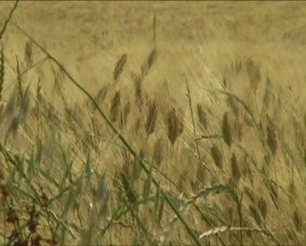 Agriculture 스톡 동영상 371560