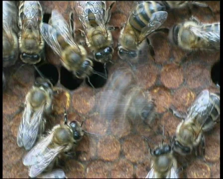  agriculture Video stock 587324