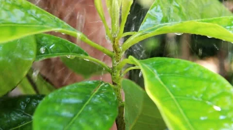 Agriculture Stock-Footage 10907020